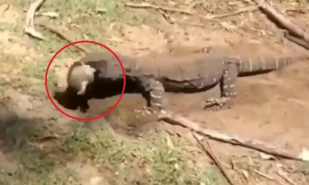 Τεράστια σαύρα ξετρυπώνει κουνέλι από λαγούμι και το τρώει μονομιάς (βίντεο)